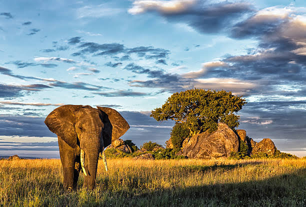 8-Day Northern Circuit Safari | Full Coverage | Generous Tours & Safaris